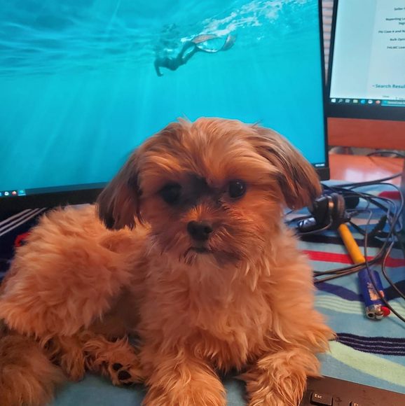 Meet your Posher, Amanda - Picture 1 of 1